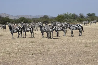 DSC_3474 (Large).JPG